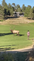'Stressed' Bull Elk Charges at Man in Estes Park, Colorado