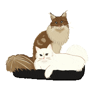 Cat Maine Sticker