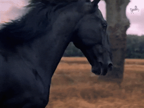 wild horse gif tumblr