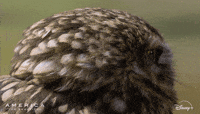 Eyes What GIF by Nat Geo Wild