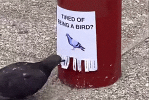 Birds GIF