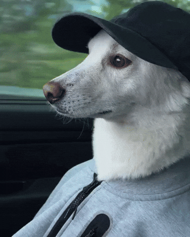 Jindo GIF