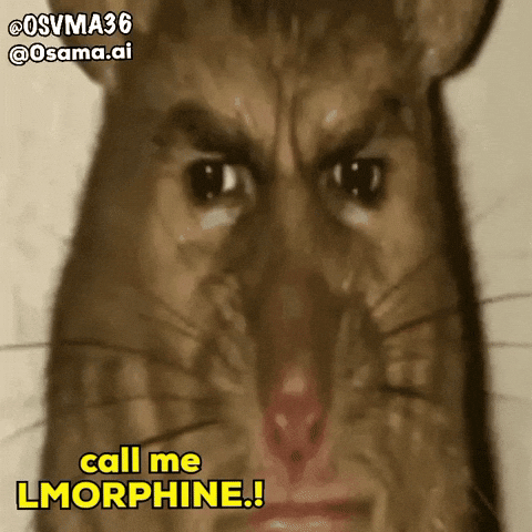 Morocco Marocain GIF