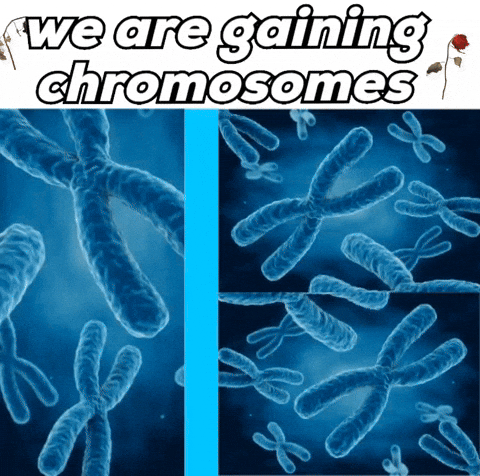 We Are Gaining Chromosomes GIF