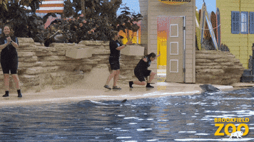Pet Swimming GIF by Brookfield Zoo