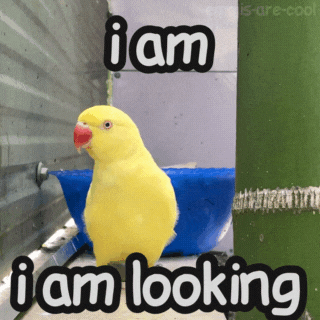 Look GIF