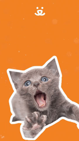 Cat Hands GIFs - Get the best GIF on GIPHY