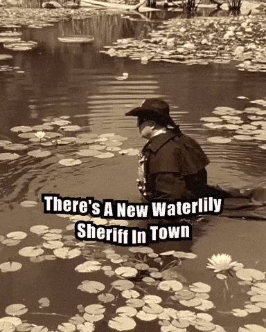 Water Lily Aquascape GIF