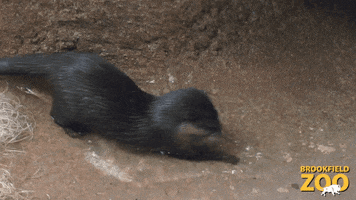 Otter Eating GIF by Brookfield Zoo