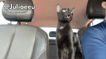 Cat Smile GIF