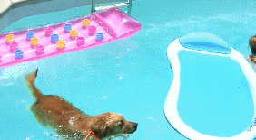 Summer Pool GIF
