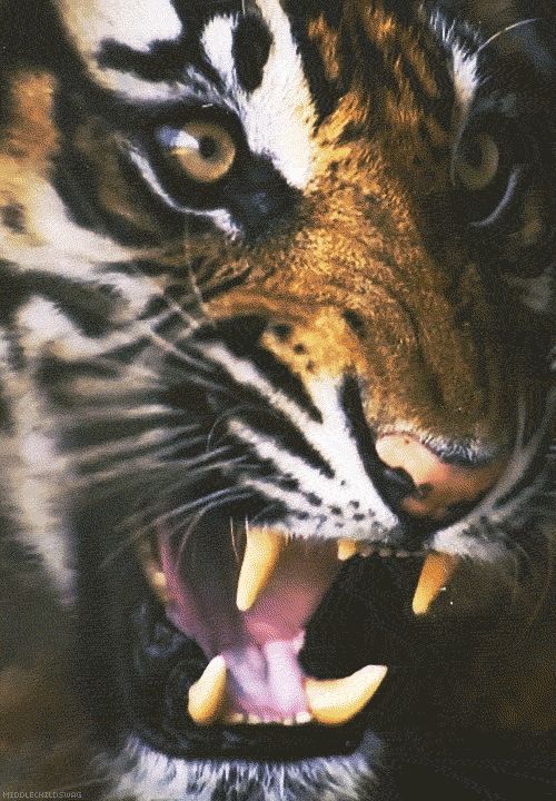 Video gif. Excited tiger stares intensely as it snarls its lips and bares its teeth in a growl.