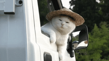 cat trucker GIF