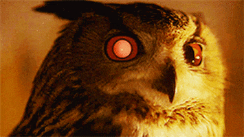 blade runner owl GIF
