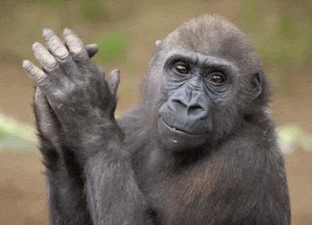 [Obrazek: giphy.gif?cid=790b7611363dfde8e4ef865d50...=giphy.gif]