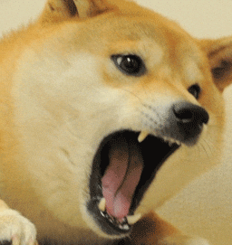 GIF di uno Shiba Inu che grida