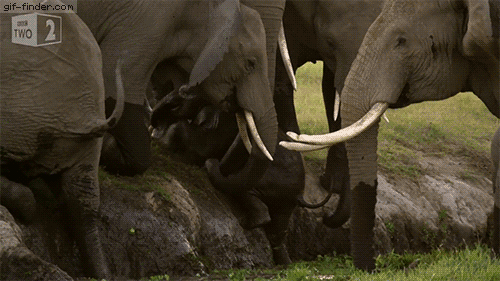 baby save GIF