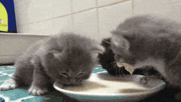 milk kittens GIF