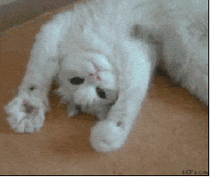 Playful Cute Gifs Get The Best Gif On Giphy