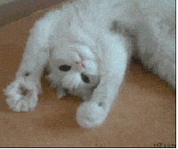 animated moving cats