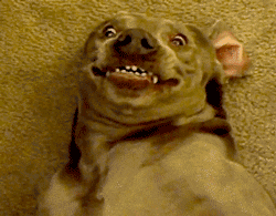 giphy.gif