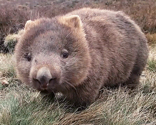 Wombat GIF