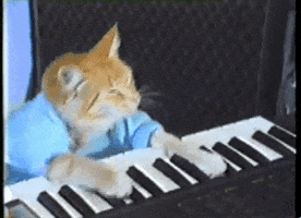 animal typing on keyboard gif animal typing on keyboard gif