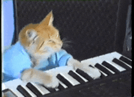 Keyboard Cat GIFs - Find & Share on GIPHY