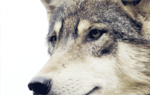 wolf