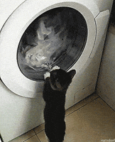 cat laundry GIF