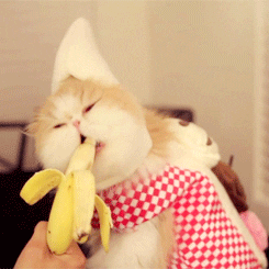 Cat Eating GIF - Find & Share on GIPHY