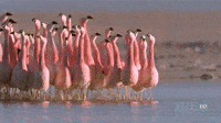 flamingo executando GIF