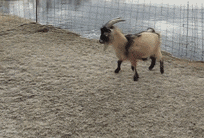 Animals Goat animated GIF