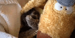 sloth touching GIF