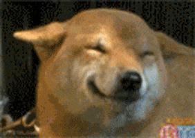 Video gif. A light orange dog, ears flopped to both sides, narrows its eyes and positions its snout in a shy cartoon smile.