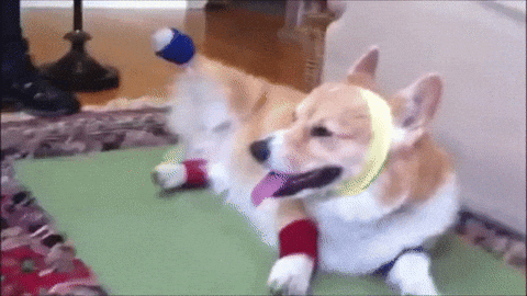 Corgi Pilates GIF