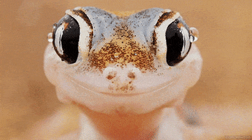 sand gecko GIF