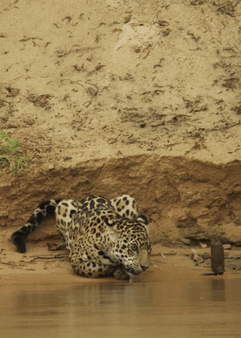 big cats jaguar GIF by Head Like an Orange