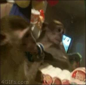 monkey GIF