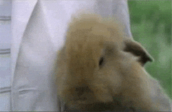 giphy.gif?cid=8fc3c8975d48a794457845644dabf3b6&rid=giphy.gif