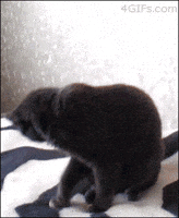 shocked cat GIF