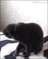 Cat Surprise GIF - Cat Surprise What - Discover & Share GIFs