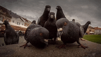 Gang Pigeon GIF