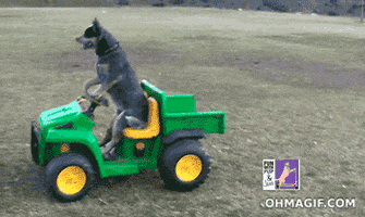 dog driving GIF