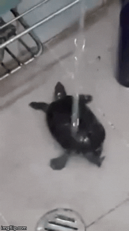 Video gif. Stream of water from a faucet pours onto a turtle wiggling its butt.