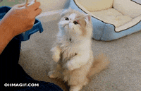 Chopsticks Gifs Get The Best Gif On Giphy