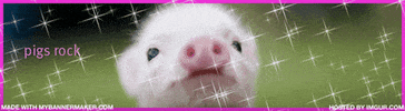 baby animals pig GIF