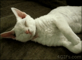 Cat Hugs GIF