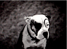 Dog Rascal Gif Forums | TORN