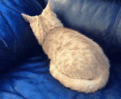 Cat Lolcat animated GIF
